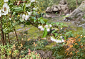 Evergreen Huckleberry Cuttings – 6 Live Unrooted Vaccinium ovatum Native Shrubs for Edible Landscape & Garden