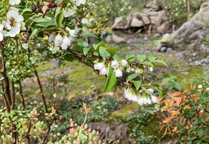 Evergreen Huckleberry Cuttings – 6 Live Unrooted Vaccinium ovatum Native Shrubs for Edible Landscape & Garden