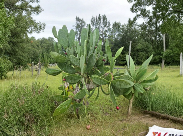 Spineless Prickly Pear Cactus Pads, Opuntia ficus-indica, Thornless Live Plant Segments for Propagation