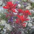 Castilleja angustifolia v. dubia Seeds – Native Indian Paintbrush Wildflower for Pollinators, Bright Red Bracts, Perennial, Drought-Tolerant