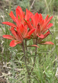 500 Castilleja integra Seeds | Orange Paintbrush | Native Perennial Wildflower