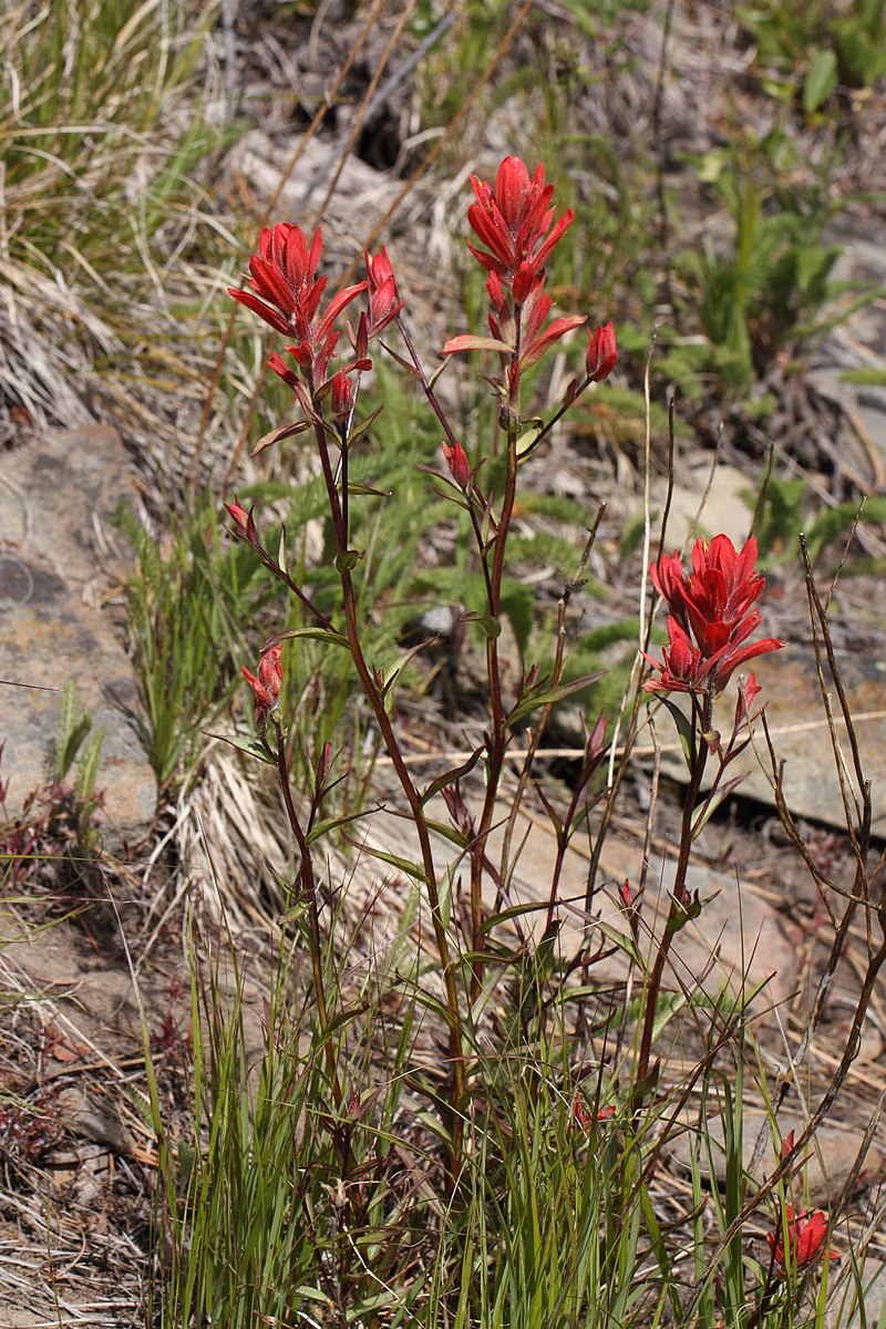 500 Castilleja miniata Seeds | Giant Red Indian Paintbrush | Native Perennial Wildflower for Pollinators