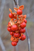 Celastrus scandens Seeds | American Bittersweet Climbing Vine | Native Ornamental Berry & Wildlife Plant | 30 Premium Non-GMO Seeds