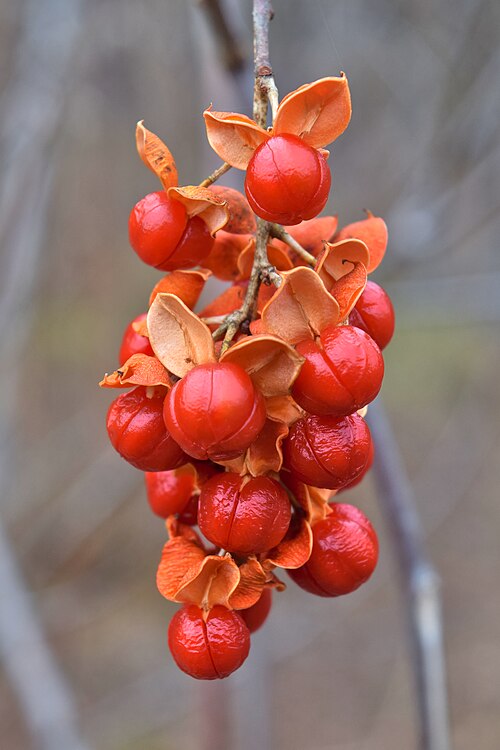 Celastrus scandens Seeds | American Bittersweet Climbing Vine | Native Ornamental Berry & Wildlife Plant | 30 Premium Non-GMO Seeds