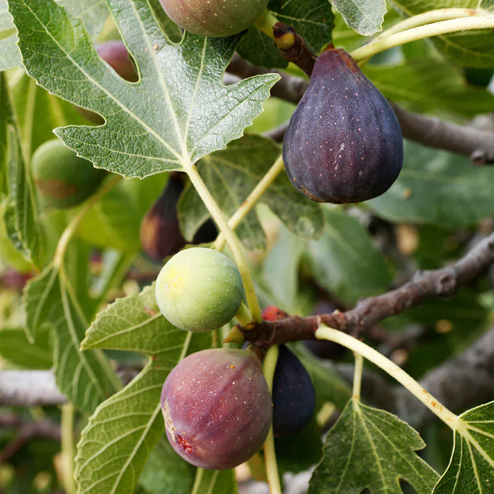 Celeste Fig Cuttings Ficus carica - 2 Unrooted 6-8" Sweet Cold Hardy Heirloom Sugar Fig for Propagation & Home Gardens