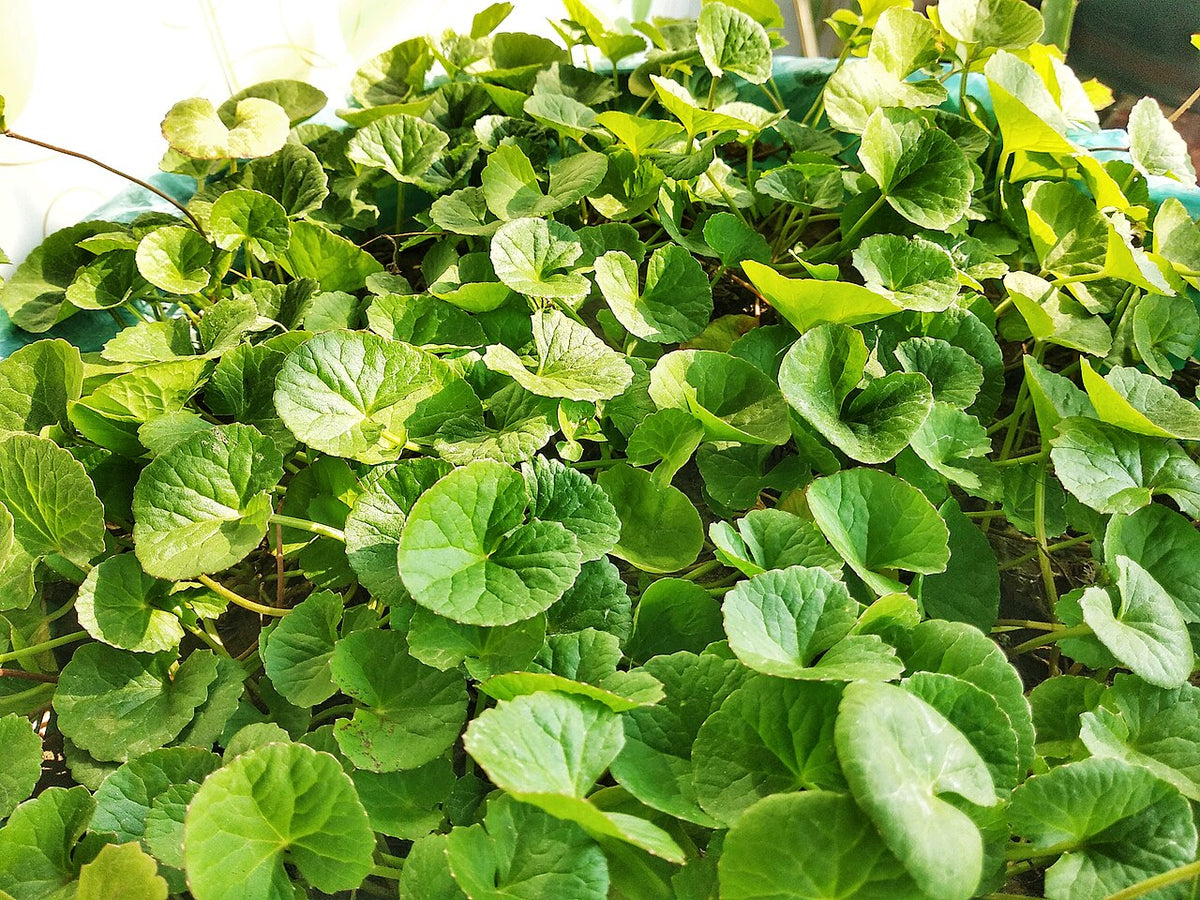 15 Bare Root Indian Pennywort Plants – Centella Asiatica, Gotu Kola, Rau Má, Groundcover, Herbal, Aquatic, Live Herb