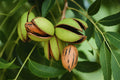 Southern Pecan Tree Cuttings (Carya illinoinensis) – 5 Fresh Live Wood Cuttings for Grafting or Rooting