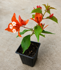 Live Flame Bougainvillea Plant 2.5" Pot – Bougainvillea 'Flame' Tropical Flowering Vine