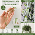 Ceropegia Ampliata Rooted Cutting – Bushman’s Pipe Vine – Unique Succulent Vine with White Green Flowers