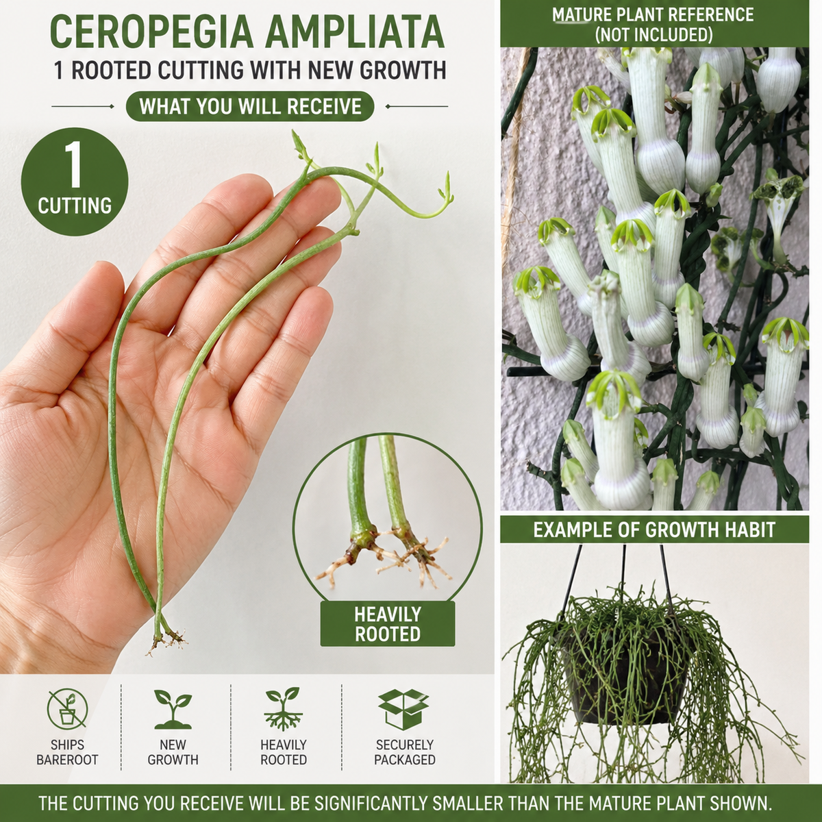 Ceropegia Ampliata Rooted Cutting – Bushman’s Pipe Vine – Unique Succulent Vine with White Green Flowers