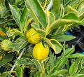 Super Rare Centennial Variegated Kumquat Cuttings – Fortunella japonica, Striped Citrus, Grafting Scions, Ornamental Fruit, Container Growing