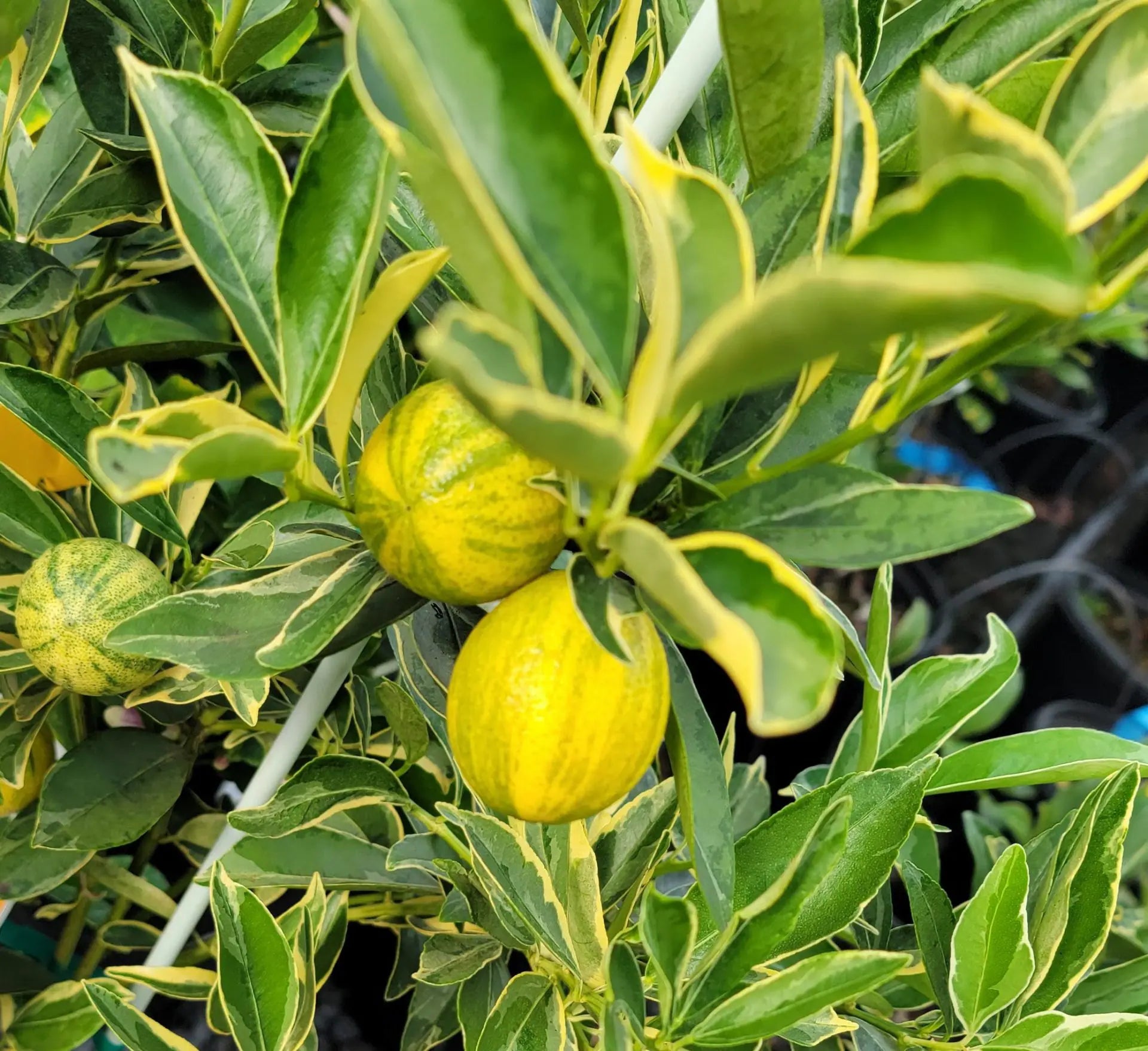 Super Rare Centennial Variegated Kumquat Cuttings – Fortunella japonica, Striped Citrus, Grafting Scions, Ornamental Fruit, Container Growing