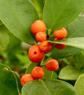 Super Double Rare Hong Kong Kumquat Cuttings – 3 Fresh Scions for Rooting or Grafting – Mini Wild Citrus Fortunella hindsii