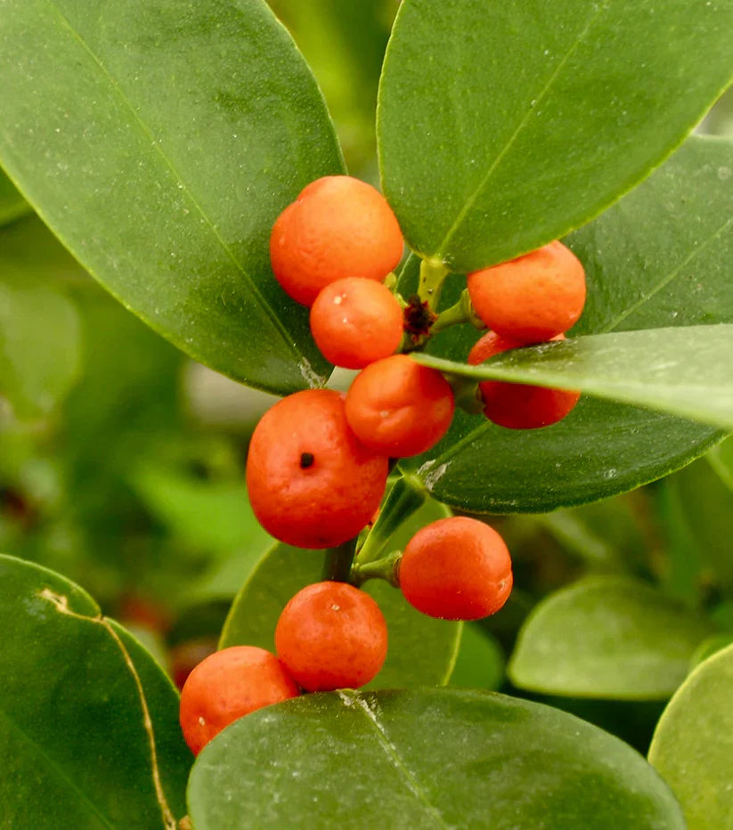 Super Double Rare Hong Kong Kumquat Cuttings – 3 Fresh Scions for Rooting or Grafting – Mini Wild Citrus Fortunella hindsii
