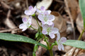 Claytonia Virginica Seeds (75) – Spring Beauty Native Woodland Wildflower