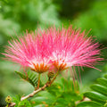 8 Live Mimosa Tree Cuttings | Albizia julibrissin | Fast-Growing Silk Tree with Fragrant Pink Blooms