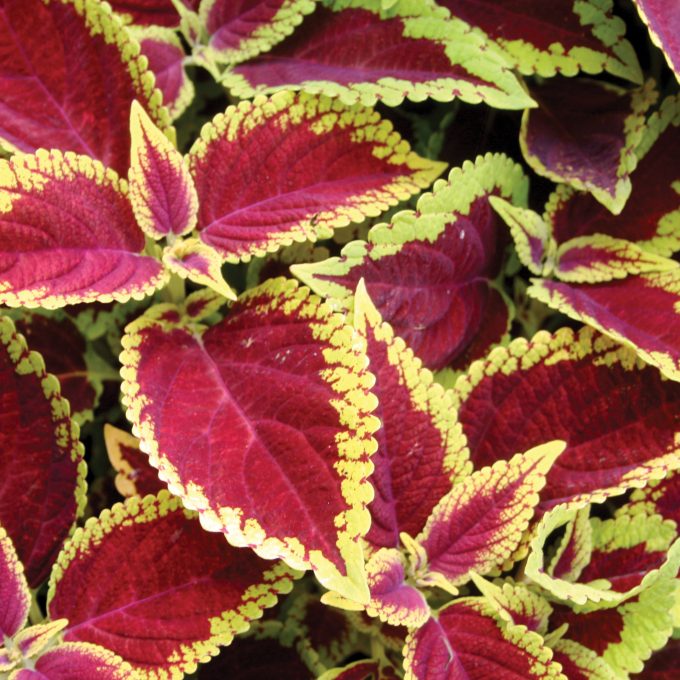 Coleus ‘Defiance’ Live House Plant – Small Bareroot Starter with Bright Red Foliage