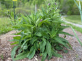 4 Live Comfrey Root Cuttings Bocking 4 | 3–4” Organic Root Starts for Permaculture & Fertilizer