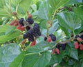 Super Rare Contorted Mulberry Cuttings (3 Unrooted) – Twisted Corkscrew Mulberry Tree for Rooting & Propagation