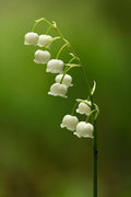 3 Lily of the Valley Bare Root Plants | Fragrant White Perennial Ground Cover | Convallaria majalis