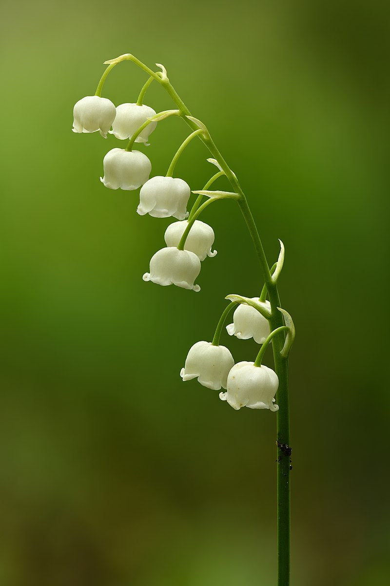 3 Lily of the Valley Bare Root Plants | Fragrant White Perennial Ground Cover | Convallaria majalis