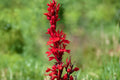 Cardinal Flower Seeds | Lobelia cardinalis | Red Perennial Wildflower for Shade & Moist Soil Gardens