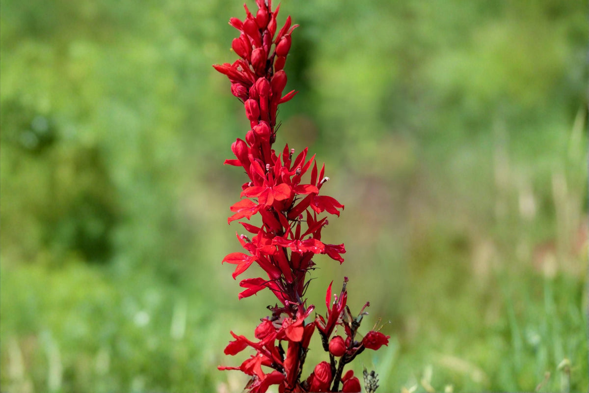 Cardinal Flower Seeds | Lobelia cardinalis | Red Perennial Wildflower for Shade & Moist Soil Gardens