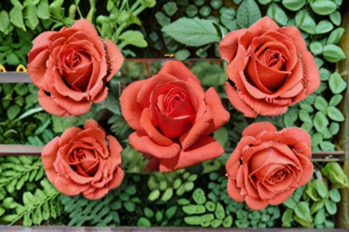 Fragrant Cloud Rose Live Plant – Coral Red Hybrid Tea Rose 1.5 Gal