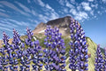 Riverbank Lupine Seeds | Native Perennial Wildflower | Purple Blue Flowers | Lupinus rivularis | Pollinator Plant