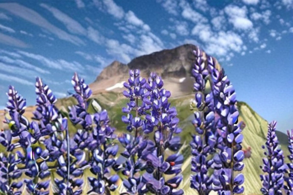 Riverbank Lupine Seeds | Native Perennial Wildflower | Purple Blue Flowers | Lupinus rivularis | Pollinator Plant