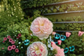 Moonlight in Paris Rose Bush Live Starter Plant – Rosa ‘Moonlight in Paris’