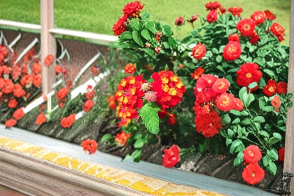 Dallas Red Lantana Plant – Lantana camara ‘Dallas Red’ Evergreen Shrub
