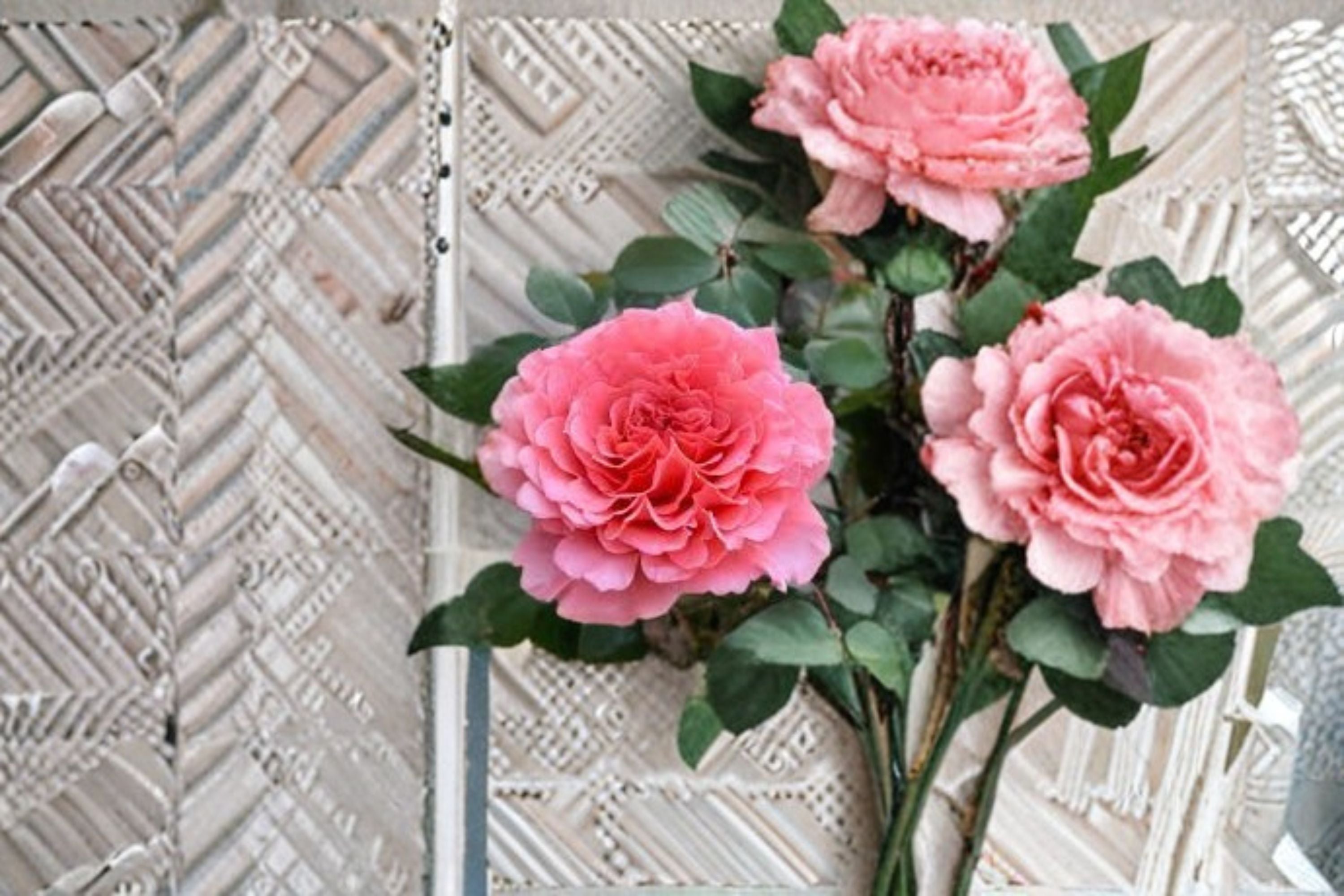 Laurent Cabrol Rose Live Plant – Fragrant Ornamental Garden Rose