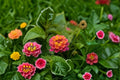Chapel Hill Pink Huff Lantana Live Plug Plant - Lantana camara, 1-3 Inch Tall