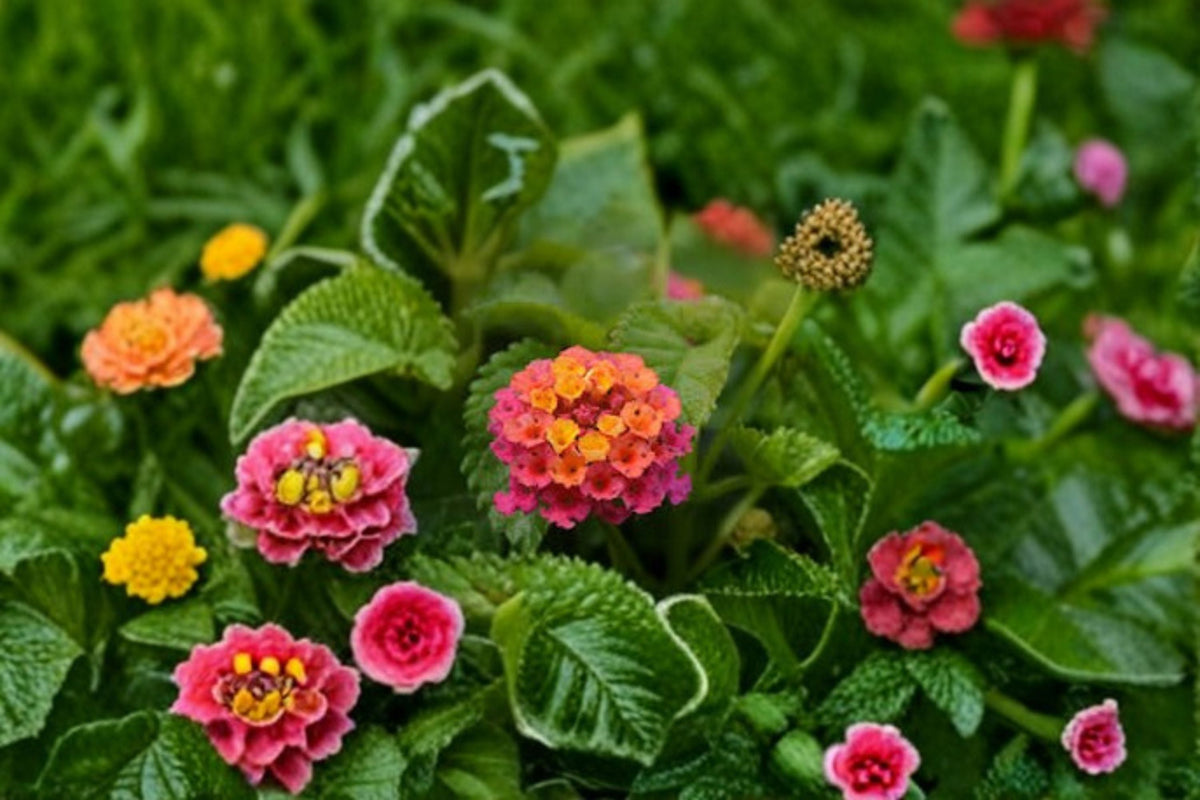 Chapel Hill Pink Huff Lantana Live Plug Plant - Lantana camara, 1-3 Inch Tall