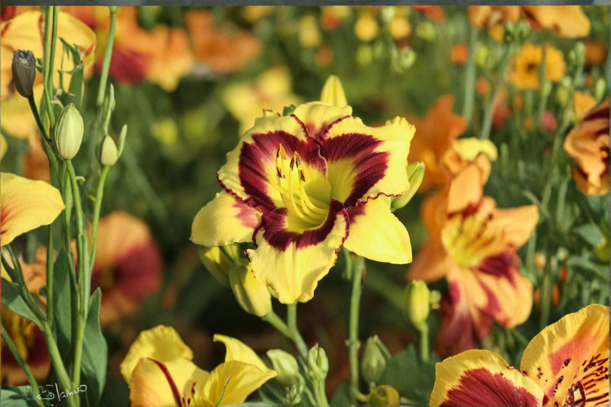 El Desperado Daylily Live Plant – Yellow Perennial Flower | Hemerocallis Hybrid