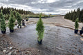 Emerald Green Arborvitae 1 Plant – Thuja occidentalis ‘Smaragd’ Evergreen Conifer