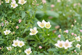 Thimbleweed Seeds, Anemone cylindrica, White Wildflower, Native Perennial Garden Seeds, 100 Seeds