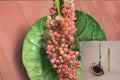 Pink Champagne Currant 8 Cuttings – Ribes rubrum Fruit Shrub for Propagation