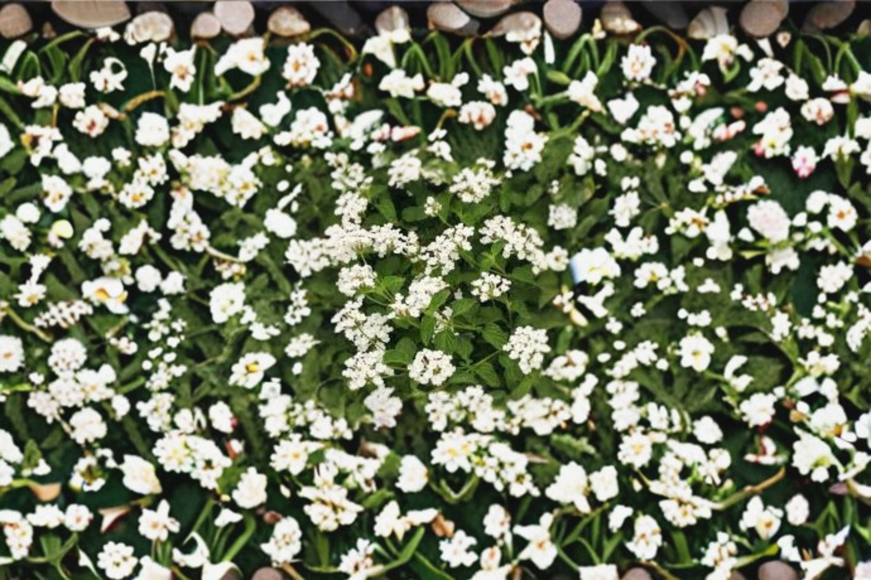 Trailing Lantana 1 Plant – Lantana camara | Spreading Flowering Groundcover