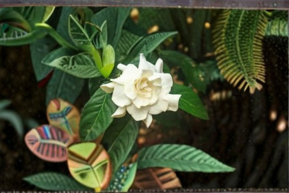 Gardenia jasminoides Seeds - White Fragrant Flowering Shrub for Outdoor Garden Planting, 20 Seeds