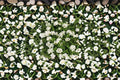 Trailing Lantana 1 Plant – Lantana camara | Spreading Flowering Groundcover