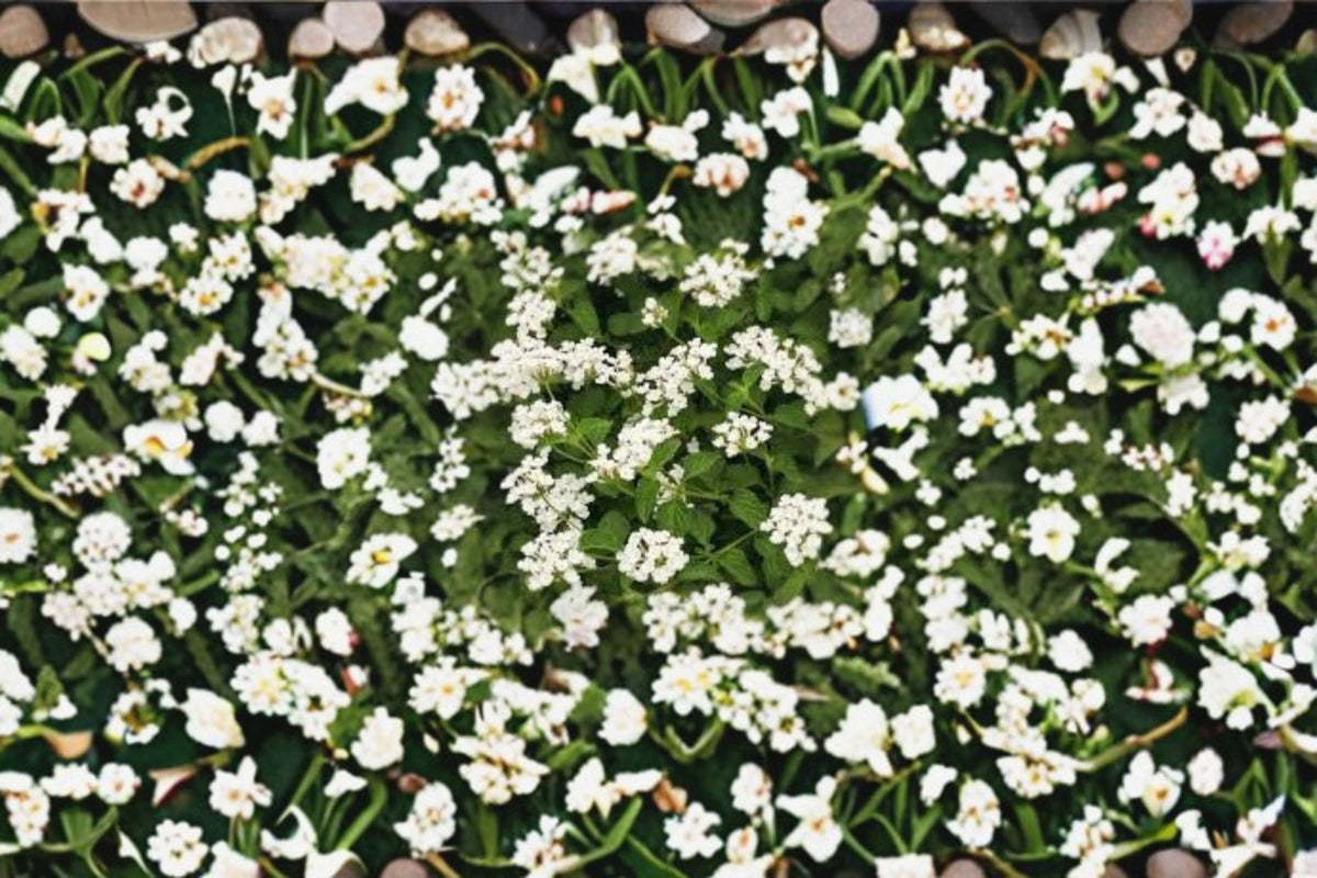 Trailing Lantana 1 Plant – Lantana camara | Spreading Flowering Groundcover