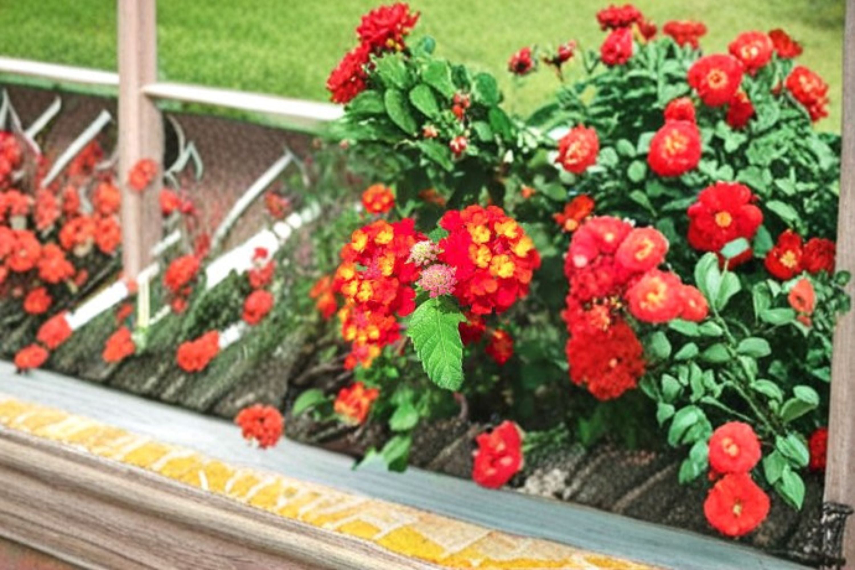 Dallas Red Lantana Plant – Lantana camara ‘Dallas Red’ Evergreen Shrub