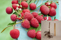 Heritage Raspberry Cuttings – Everbearing Rubus idaeus – Red Berry Fruit Plant for Garden Propagation