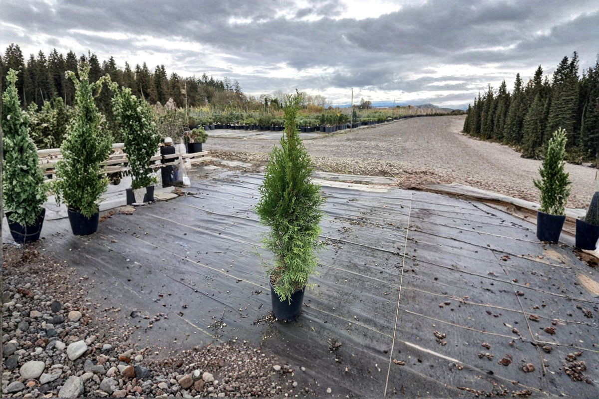 Emerald Green Arborvitae 1 Plant – Thuja occidentalis ‘Smaragd’ Evergreen Conifer