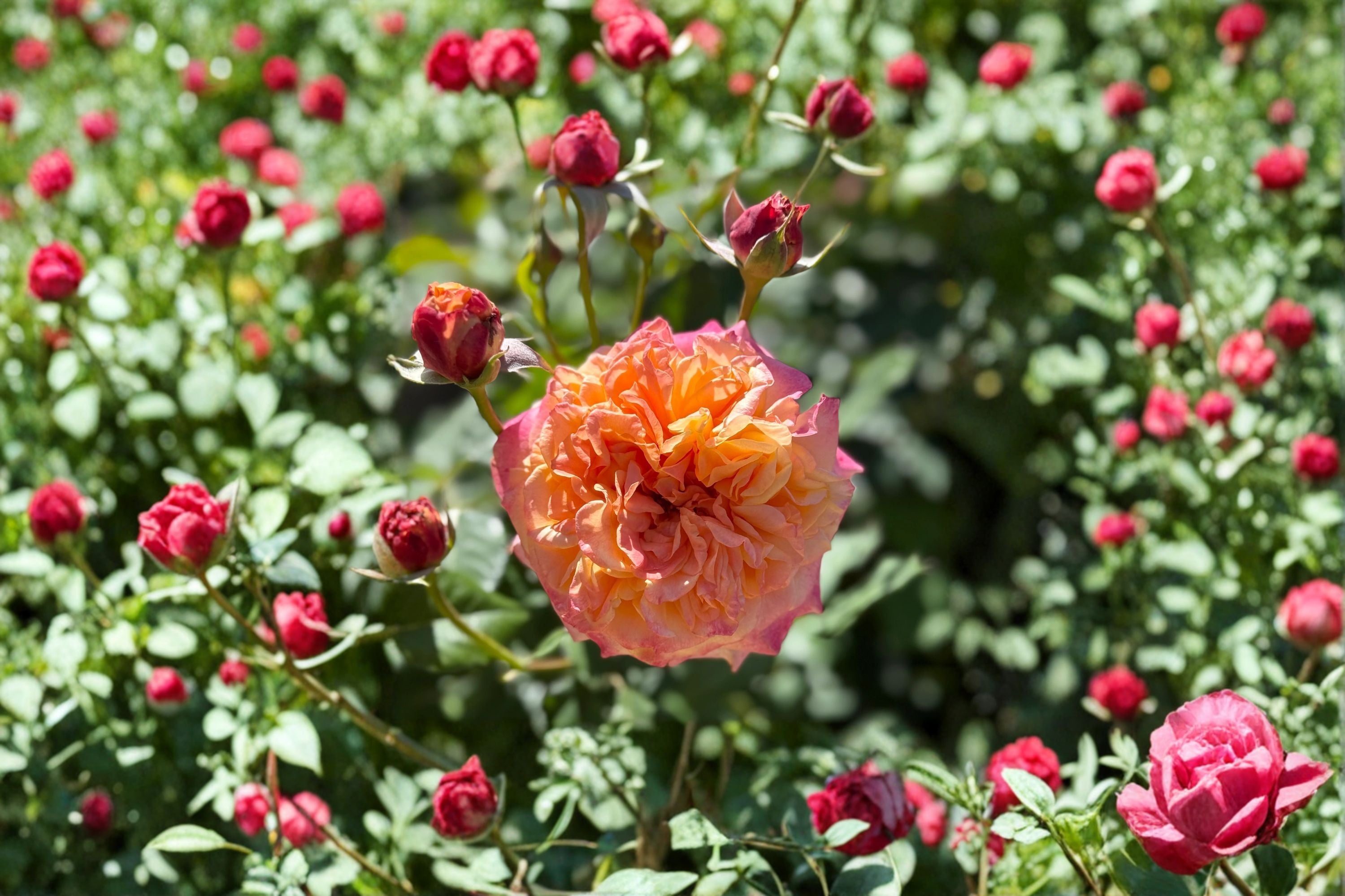 Crazy Love Rose Live Plant – 1.5 Gal Apricot Orange Own-Root Rose
