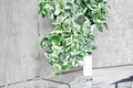 Pearls and Jade Pothos 3 Cuttings – Epipremnum aureum ‘Pearls and Jade’ Trailing Houseplant