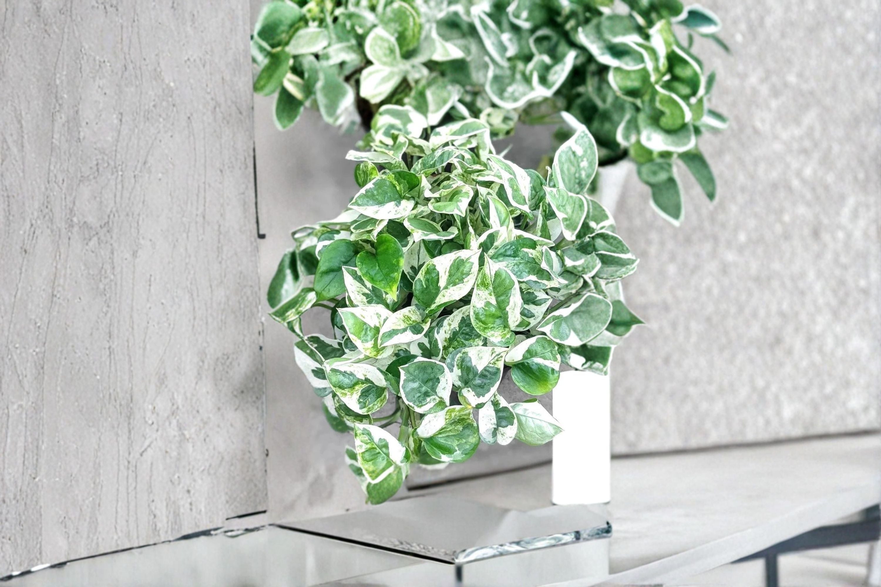 Pearls and Jade Pothos 3 Cuttings – Epipremnum aureum ‘Pearls and Jade’ Trailing Houseplant