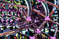 Purple Heart 6 Cuttings – Tradescantia pallida Trailing Perennial Plant